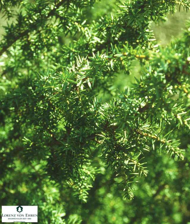درخت پیرو Juniperus communis 1